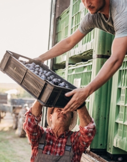 Fruits & vegetables count as items to safely load and unload from your vehicles.